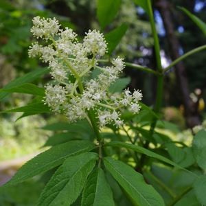 Meet your Posher, Heidi